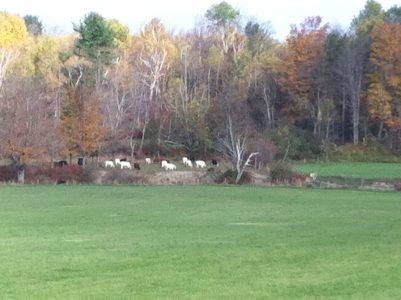 Grazing Cows