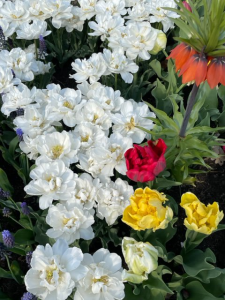 White Tulips